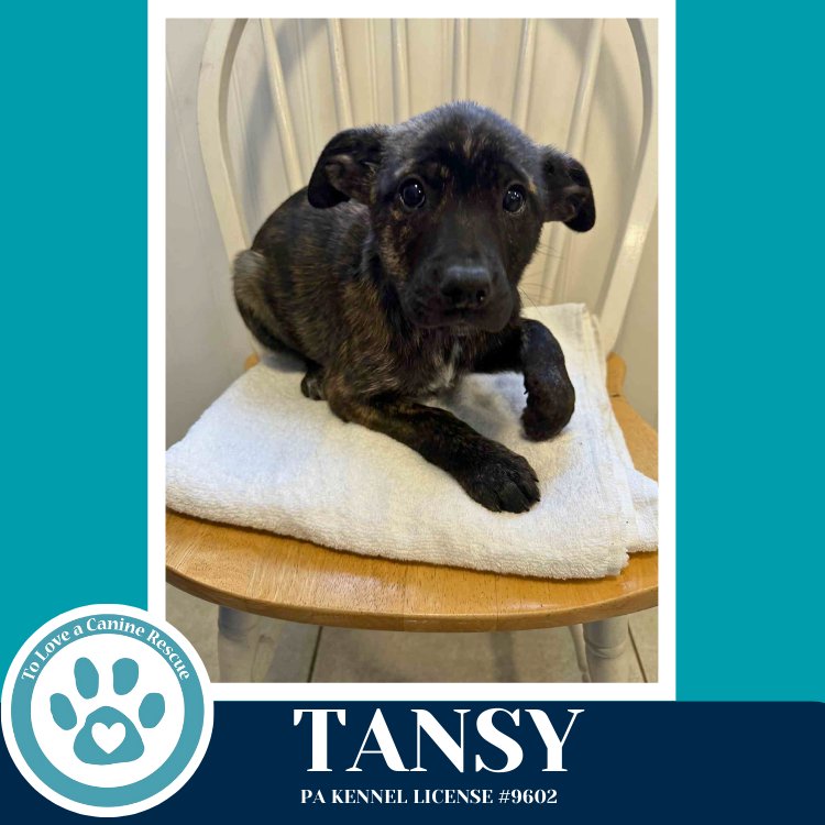 TANSY (TEE PUPS) 020726 - Border Collie available for adoption