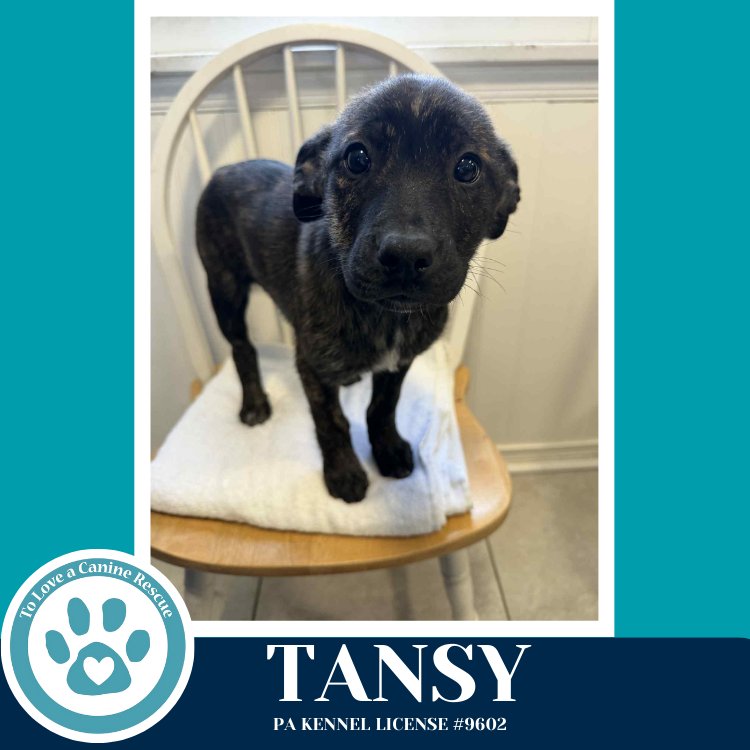 TANSY (TEE PUPS) 020726 - Border Collie available for adoption