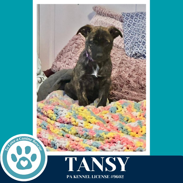 Tansy (Tee Pups) 020726 - Photo 3