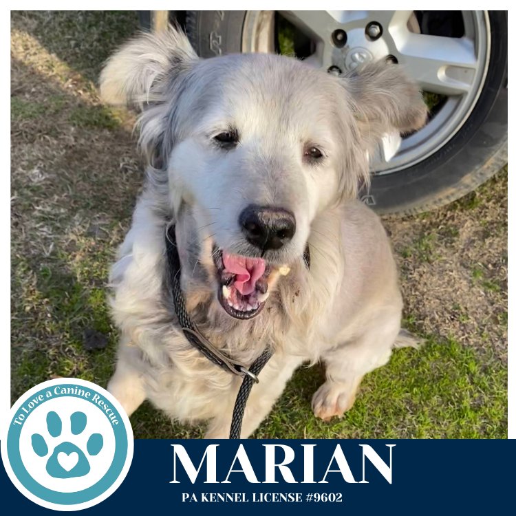 MAID MARIAN 020726 - Australian Shepherd / Siberian Husky available for adoption