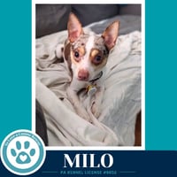 Milo (speckled chis) 060626 - Photo 1