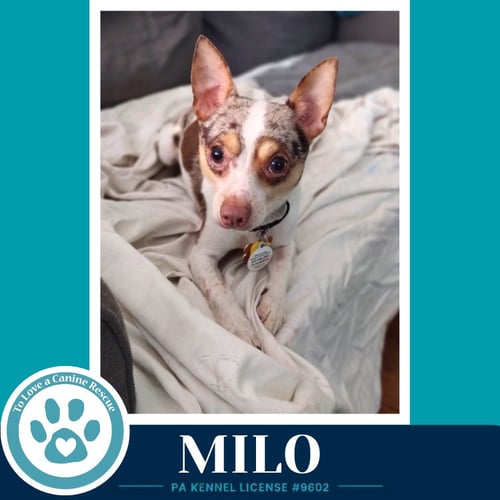 MILO (SPECKLED CHIS) 060626 - Chihuahua available for adoption