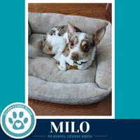 Milo (speckled chis) 060626 - Photo 2