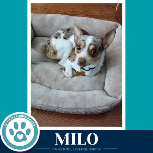 MILO (SPECKLED CHIS) 060626 - Chihuahua available for adoption