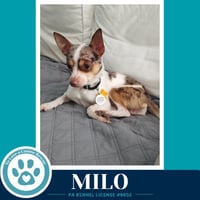 Milo (speckled chis) 060626 - Photo 3