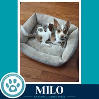 Milo (speckled chis) 060626 - Photo 4
