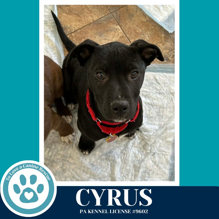 CYRUS (ANABELLE-SOLOMON PUP) 020726 - Husky / Labrador Retriever available for adoption
