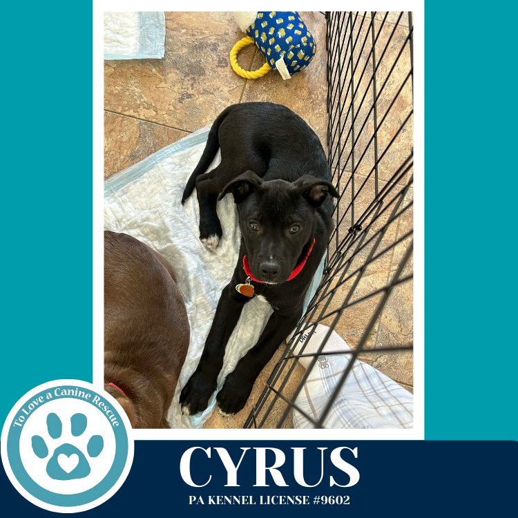 CYRUS (ANABELLE-SOLOMON PUP) 020726 - Husky / Labrador Retriever available for adoption