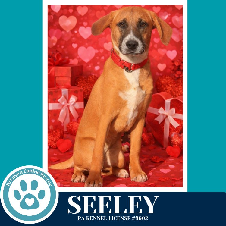 SEELEY (BE MINE PUPS) 020726 - Labrador Retriever / Boxer available for adoption