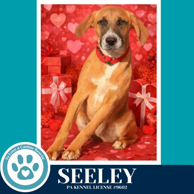 SEELEY (BE MINE PUPS) 020726 - Labrador Retriever / Boxer available for adoption