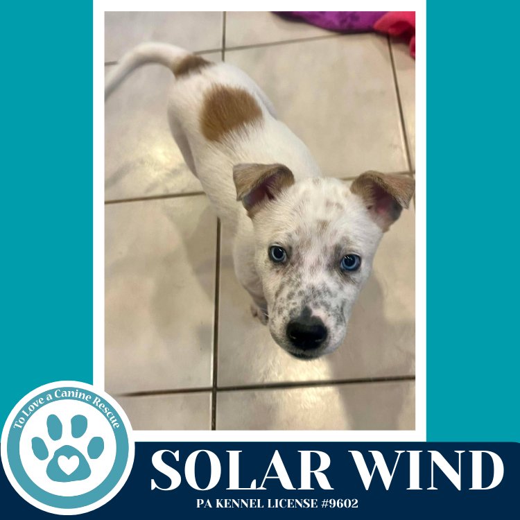 SOLAR WIND (NORTHERN LIGHTS LITTER) 012426 - Husky available for adoption