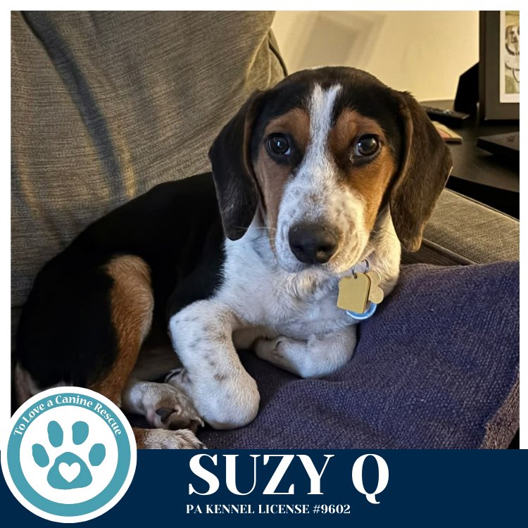 SUZY Q 020726 - Beagle available for adoption