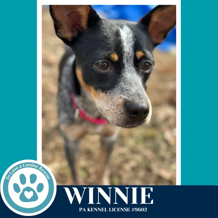 WINNIE 013126 - Cattle Dog / Cattle Dog available for adoption