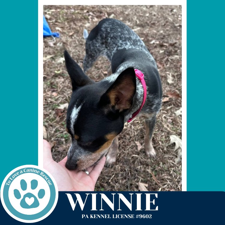 WINNIE 013126 - Cattle Dog / Cattle Dog available for adoption