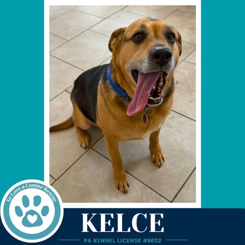 KELCE 052426 - Shepherd / Hound available for adoption