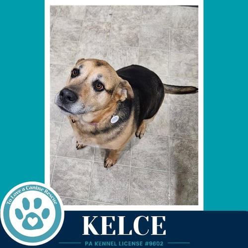 KELCE 052426 - Shepherd / Hound available for adoption