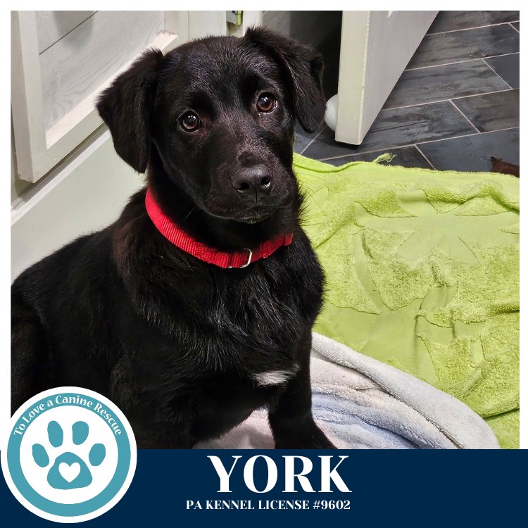 YORK (RYDELL POTATO PUPS) 012426 - Labrador Retriever / Shepherd available for adoption