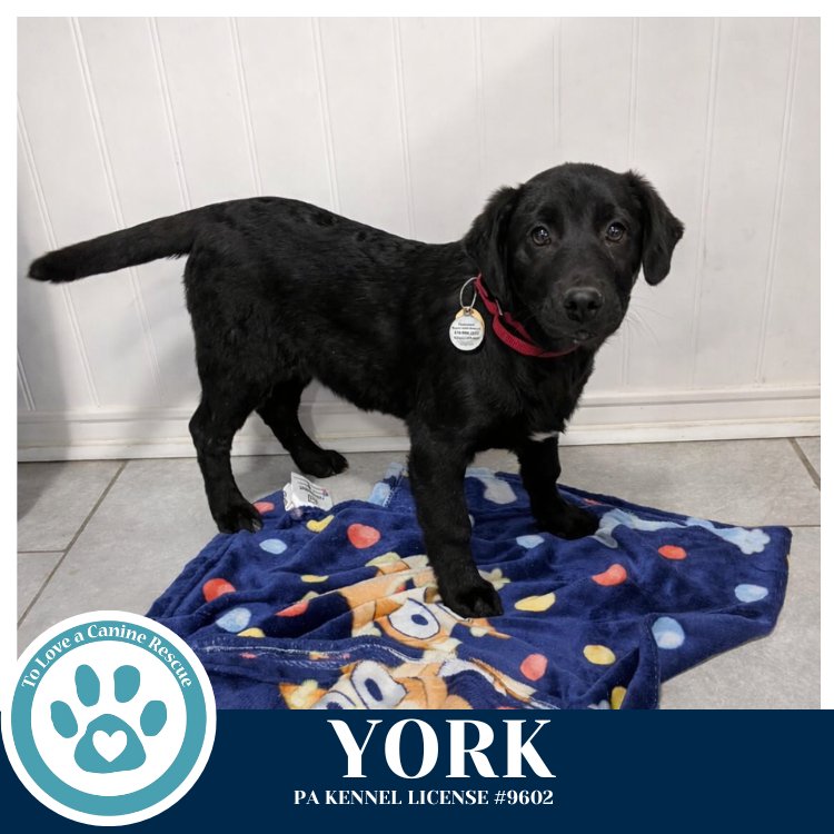 YORK (RYDELL POTATO PUPS) 012426 - Labrador Retriever / Shepherd available for adoption