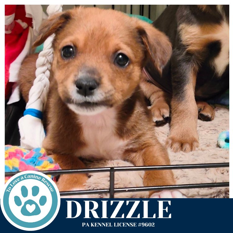 DRIZZLE (MIAÂS MINI METEOROLOGISTS) 010326 - Shepherd / Labrador Retriever available for adoption