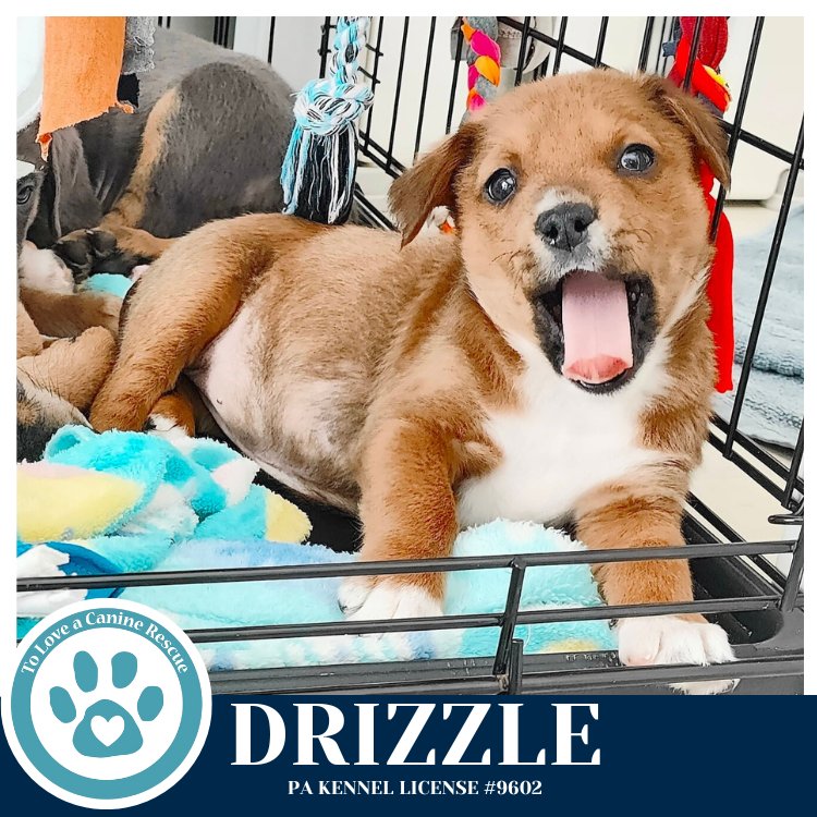 DRIZZLE (MIAÂS MINI METEOROLOGISTS) 010326 - Shepherd / Labrador Retriever available for adoption