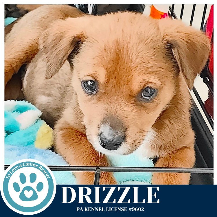 Drizzle (Miaâs Mini Meteorologists) 010326 - Photo 3