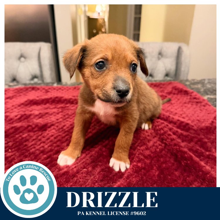 Drizzle (Miaâs Mini Meteorologists) 010326 - Photo 4