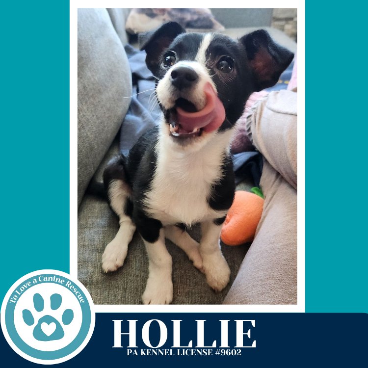 HOLLIE (FLOSSIE PUP) 020726 - Corgi available for adoption