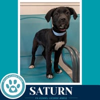 Saturn  (Xena's Planetary Pups) 053026 - Photo 1