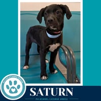 Saturn  (Xena's Planetary Pups) 053026 - Photo 2