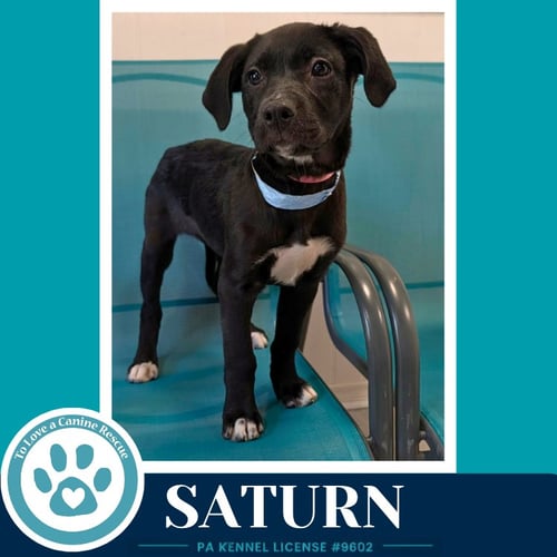 SATURN  (XENA'S PLANETARY PUPS) 053026 - Labrador Retriever / Pit Bull Terrier available for adoption