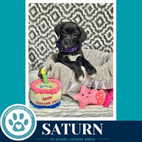 Saturn  (Xena's Planetary Pups) 053026 - Photo 3