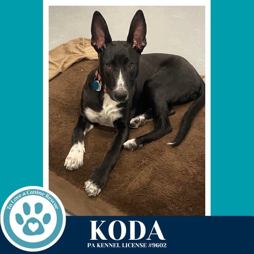 KODA 101125 - Shepherd / Border Collie available for adoption