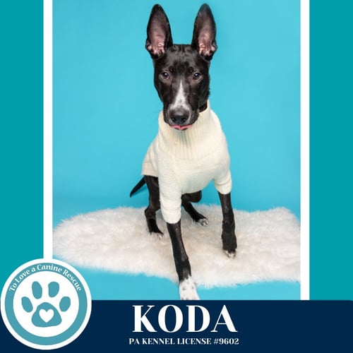 KODA 101125 - Shepherd / Border Collie available for adoption