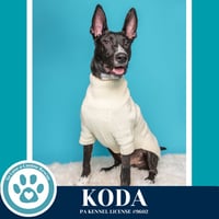 Koda 101125 - Photo 4