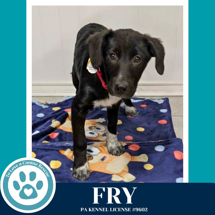 FRY (RYDELL POTATO PUPS) 012426 - Labrador Retriever / Shepherd available for adoption