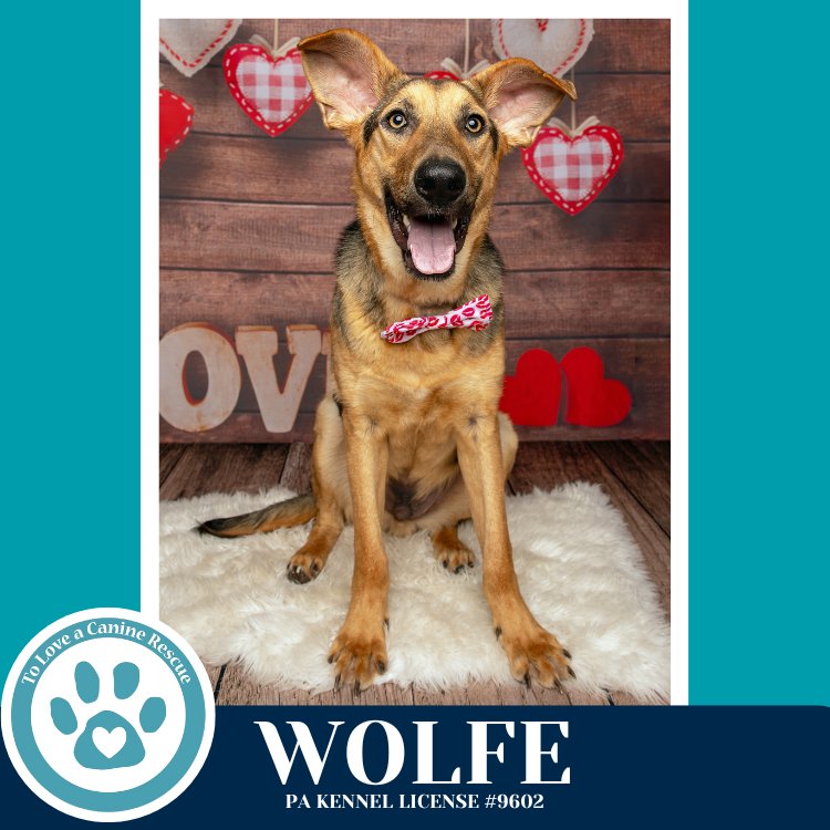 WOLFE (THE WOLF PACK) 011026 - German Shepherd Dog available for adoption