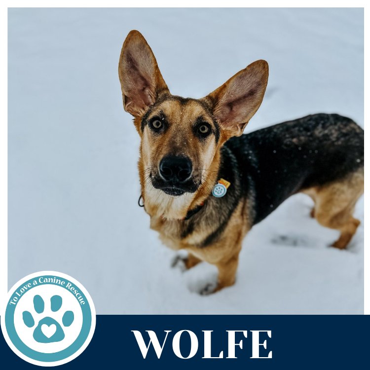 WOLFE (THE WOLF PACK) 011026 - German Shepherd Dog available for adoption