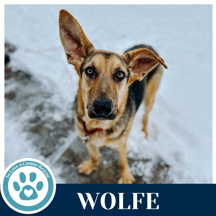 Wolfe (The Wolf Pack) 011026 - Photo 4