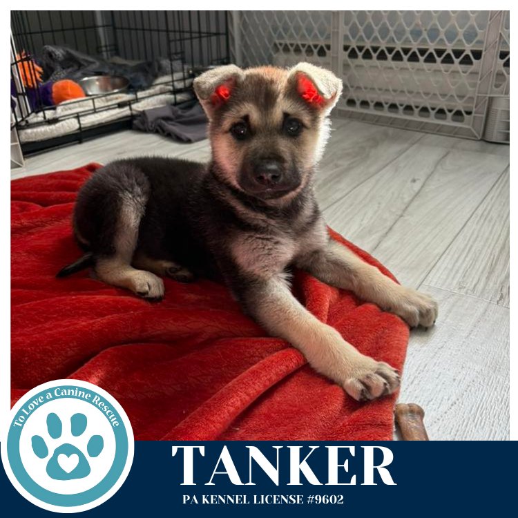 TANKER 020726 - German Shepherd Dog available for adoption