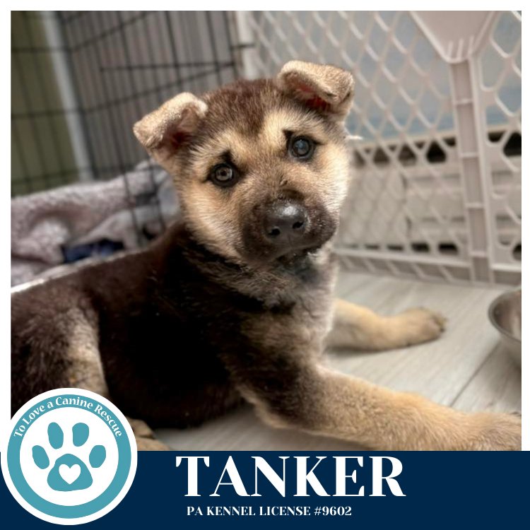 TANKER 020726 - German Shepherd Dog available for adoption