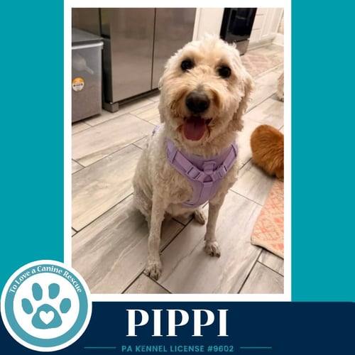 PIPPI 050926 - Golden Retriever / Poodle (Standard) available for adoption
