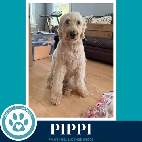 PIPPI 050926 - Golden Retriever / Poodle (Standard) available for adoption