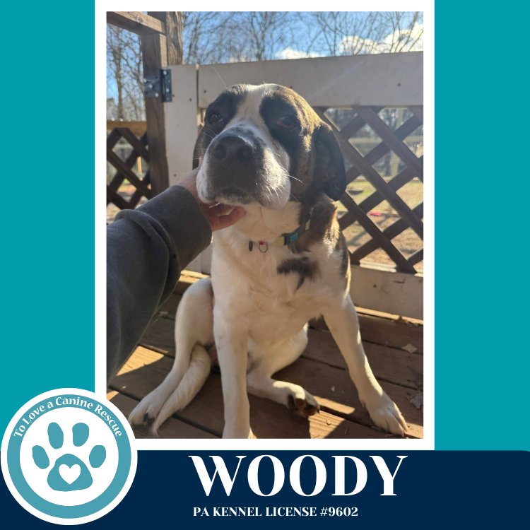 WOODY 020726 - Saint Bernard available for adoption