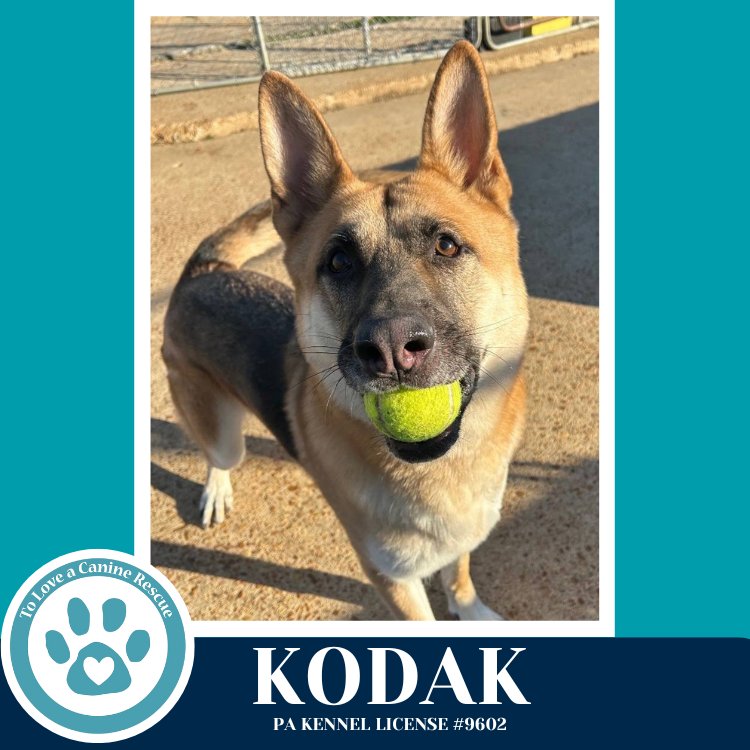 KODAK 022126
