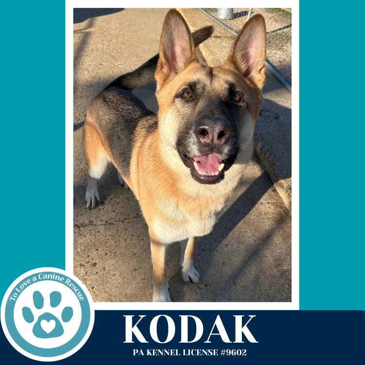 KODAK 022126 - German Shepherd Dog available for adoption
