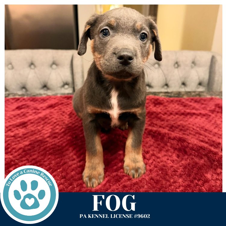 FOG (MIAÂS MINI METEOROLOGISTS) 010326 - Shepherd / Labrador Retriever available for adoption