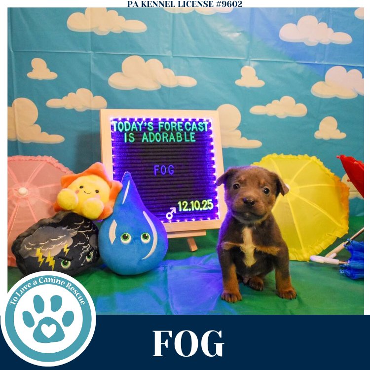 FOG (MIAÂS MINI METEOROLOGISTS) 010326 - Shepherd / Labrador Retriever available for adoption