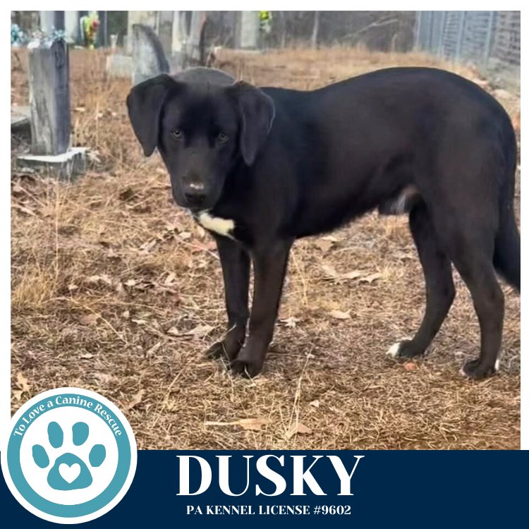 DUSKY 020726 - Labrador Retriever available for adoption