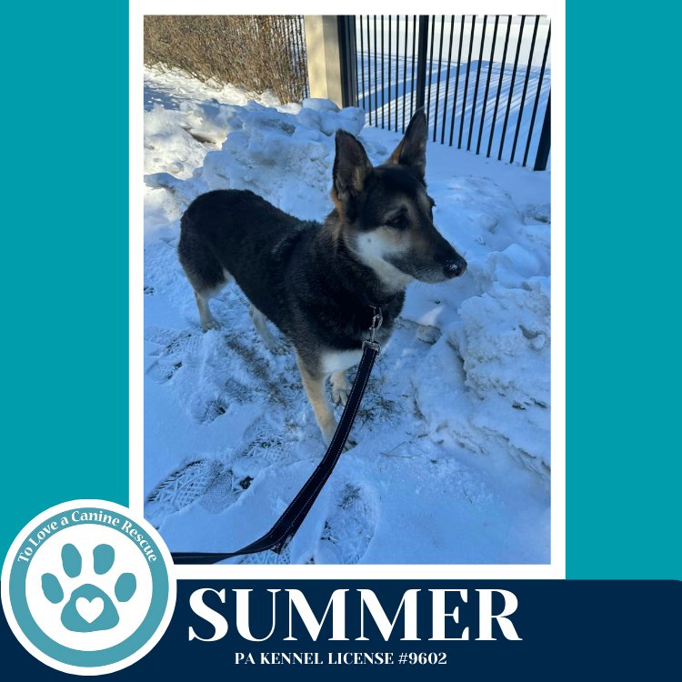 SUMMER 020726 - German Shepherd Dog available for adoption