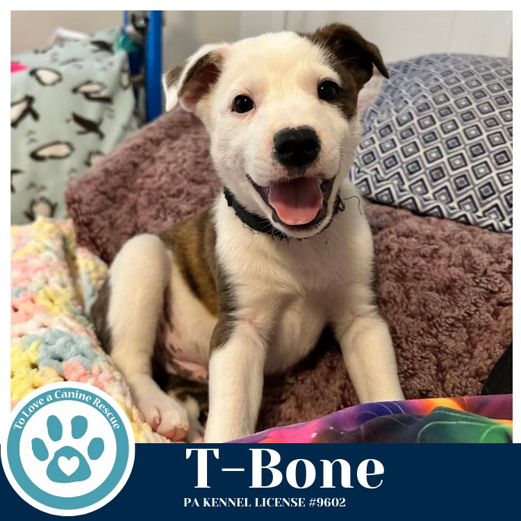 T-BONE (TEE PUPS) 020726 - Border Collie available for adoption